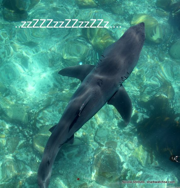 Great White Shark Top View